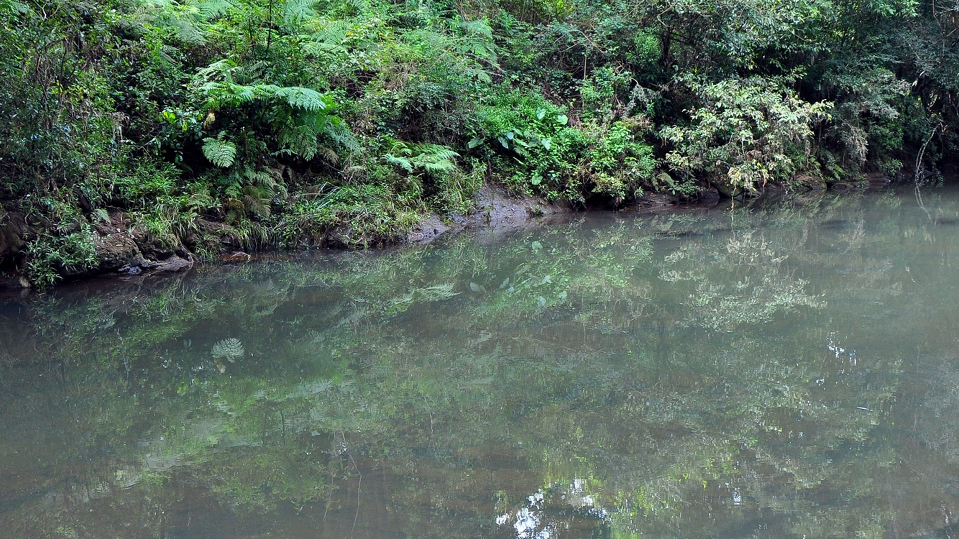 Creek bank with restored native vegetation