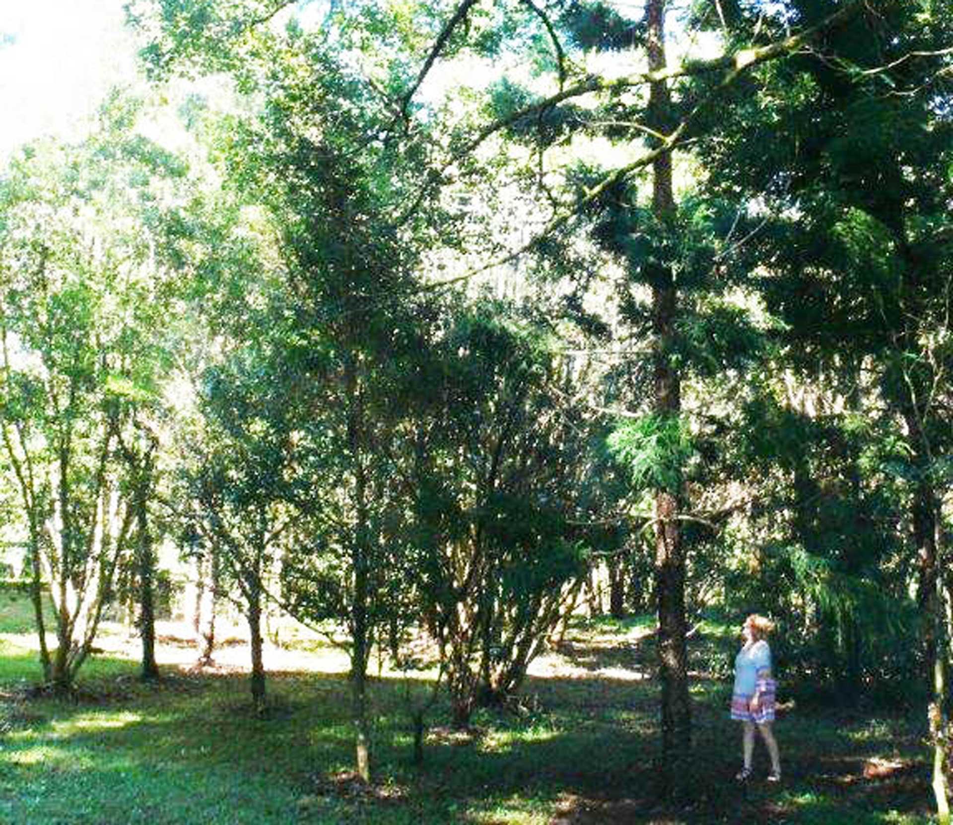 Potters Maori Creek
